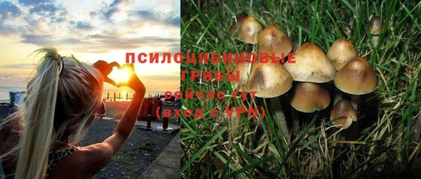 индика Ладушкин